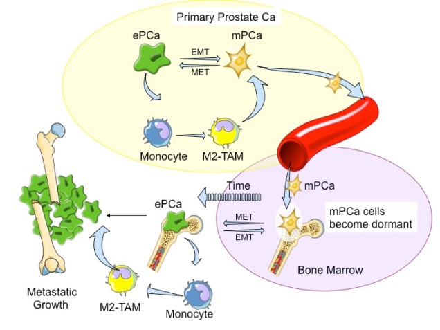 The Pienta lab studies how cancer cells metastasize, the role of macrophages in tumorigenesis, and develops new therapies to attack the cancer ecosystem.